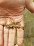 Tessellated Darter (Etheostoma olmstedi)