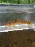 Fantail Darter (Etheostoma flabellare)