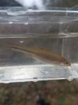 Swallowtail Shiner (Notropis procne)
