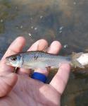 White Shiner (Luxilus albeolus)
