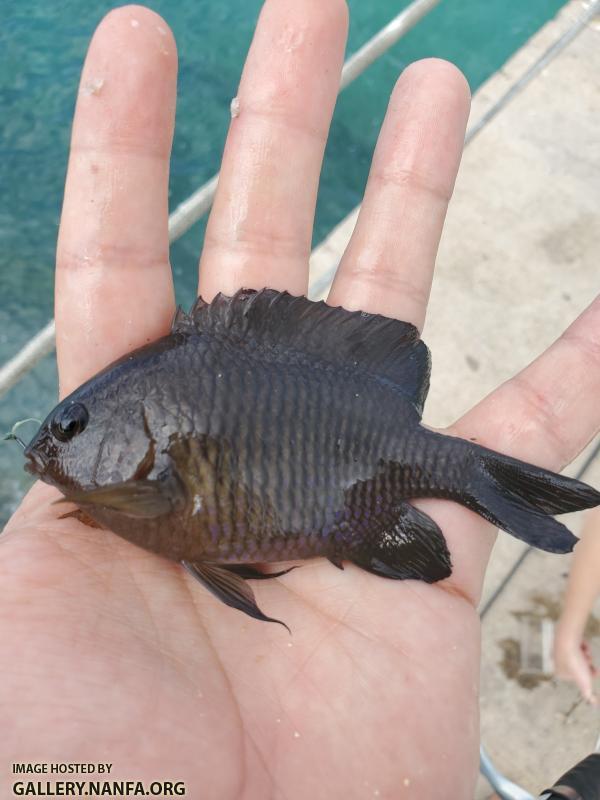 Dusky Damselfish (Stegastes adustus)