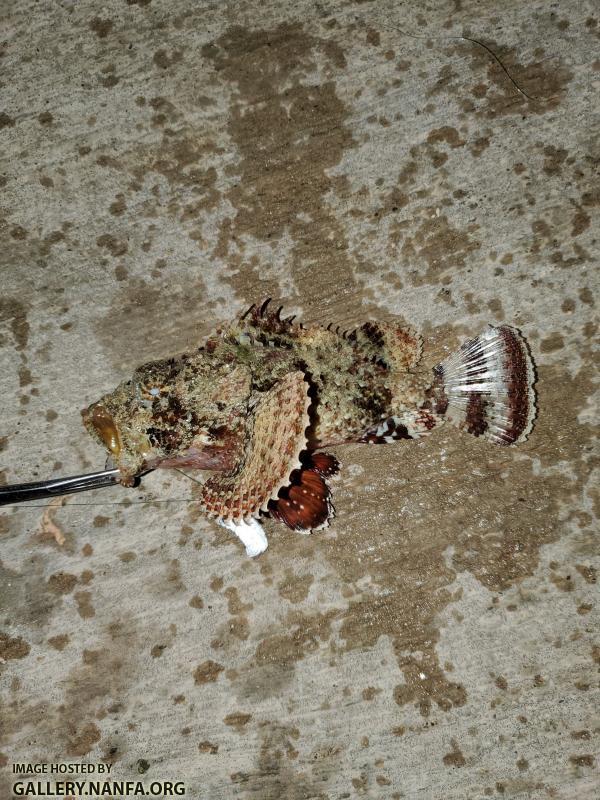 Spotted Scorpionfish (Scorpaena plumieri)