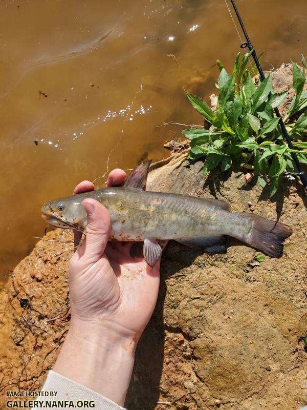 4/14/20 Yadkin River Basin, NC