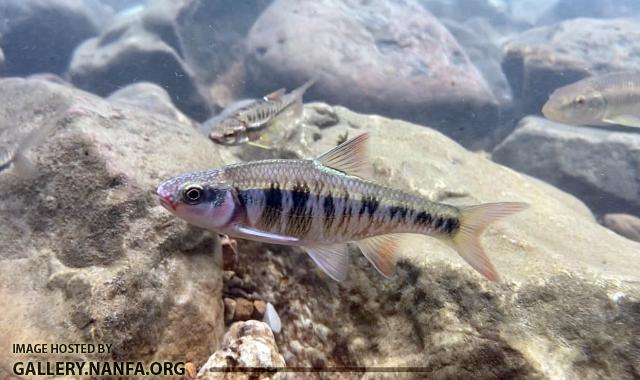 Male Crescent Shiner