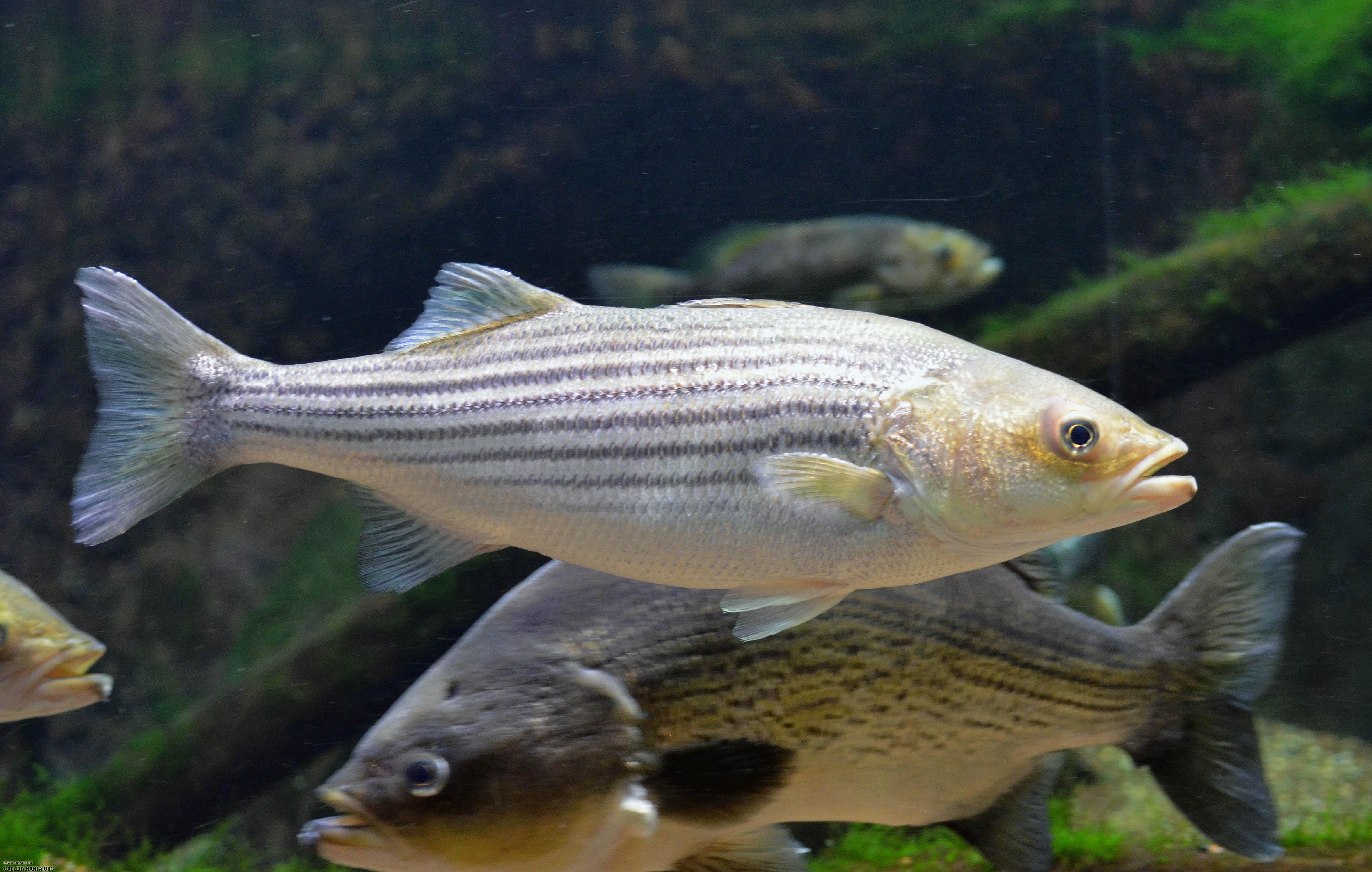 Large Striped Bass