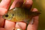 bluegill