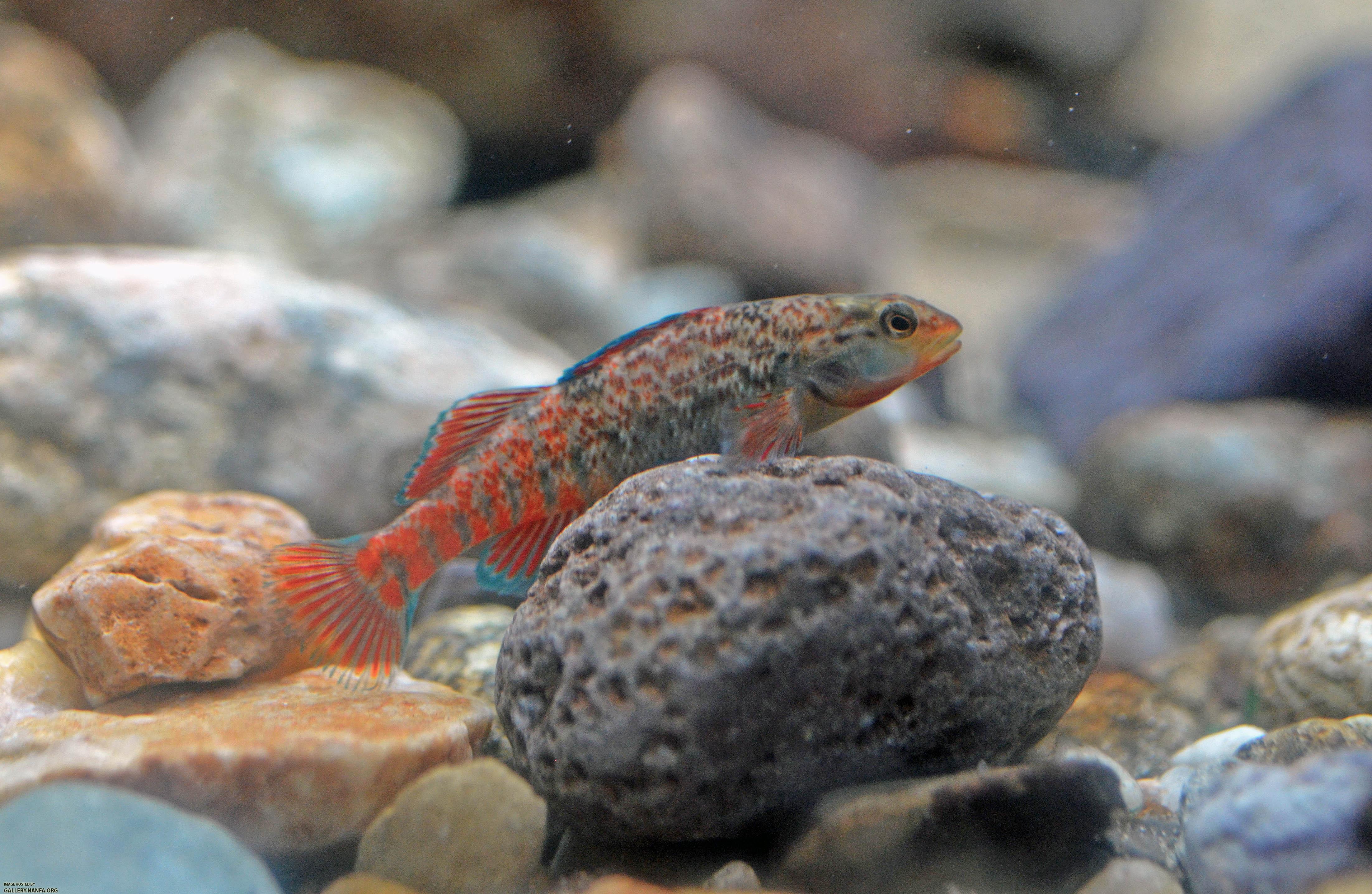 Young Male Rainbow Darter