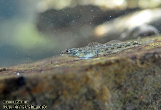 Glassy Darter's Speckled Face