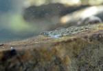 Glassy Darter's Speckled Face