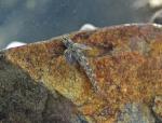 Glassy Darter
