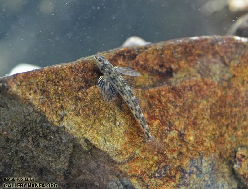 Glassy Darter