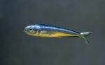 juvenile mahi at surface