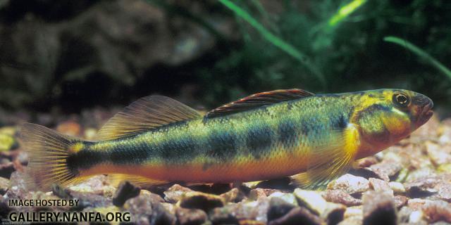 Gilt Darter2a2