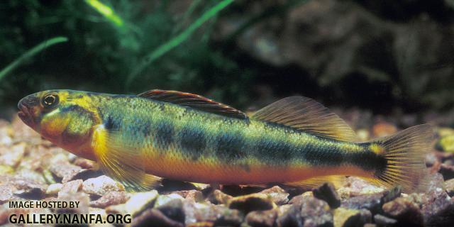 Gilt Darter2a3