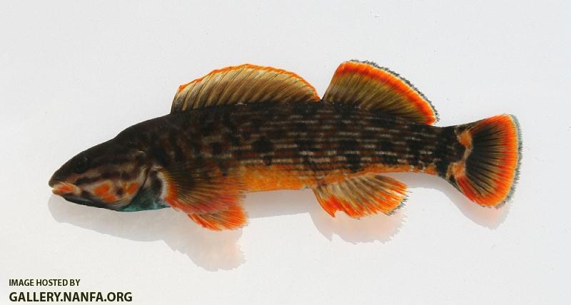 Redline darter