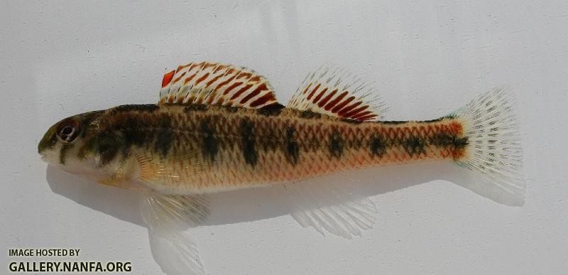 Splendid darter