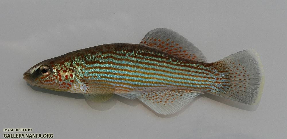 N studfish