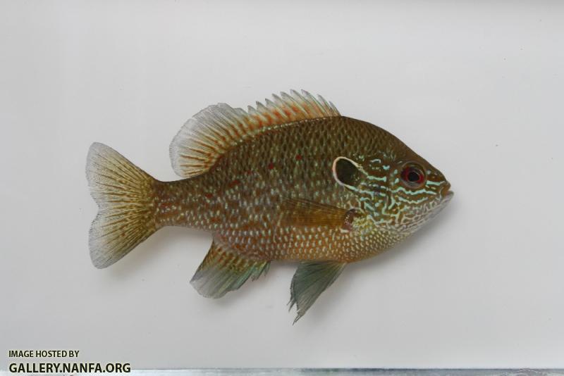 Dollar sunfish