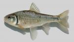 Luxilus chrysocephalus Striped Shiner