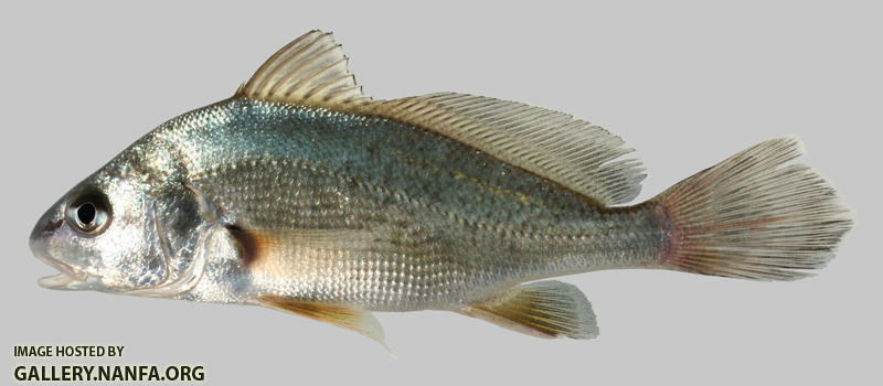 Aplodinotus grunniens  Freshwater Drum  6