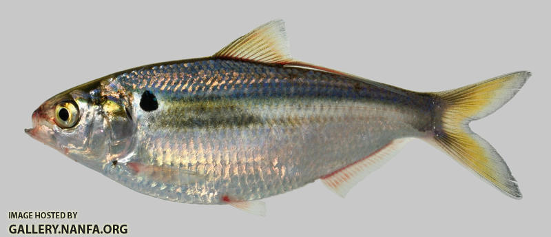 Dorosoma petenense Threadfin Shad