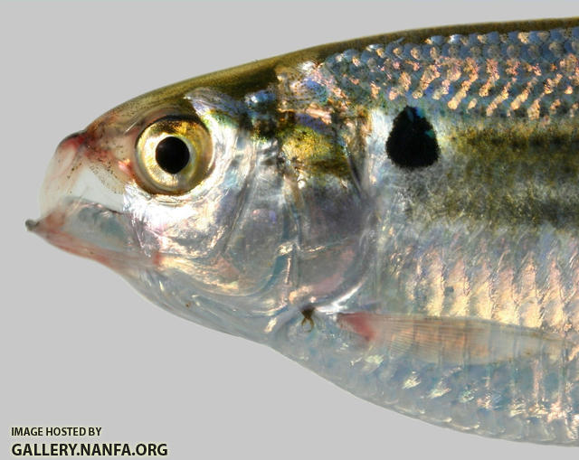 Dorosoma petenense  Threadfin Shad