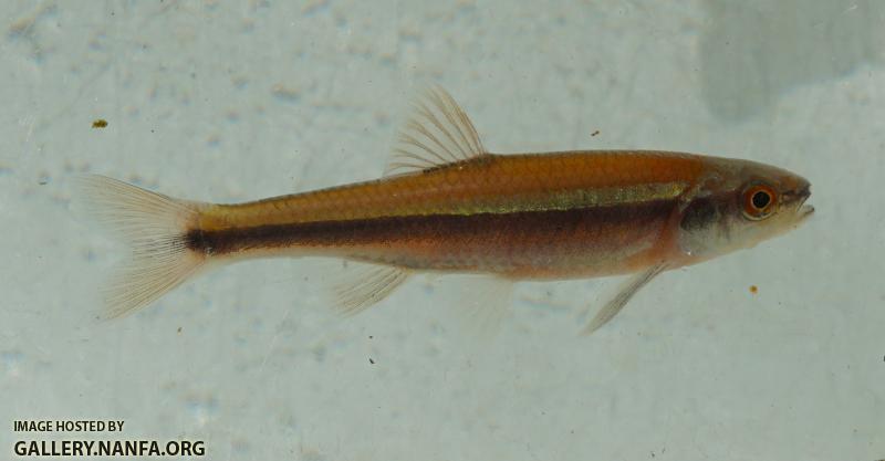 lutipinnis pale orange