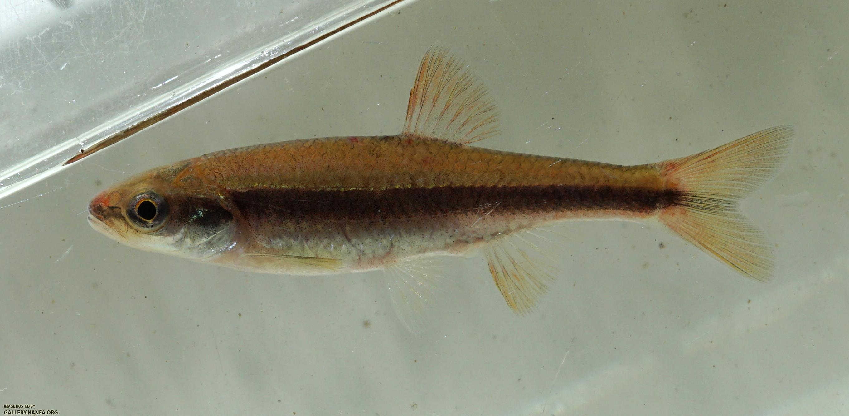 lutipinnus red orange
