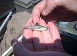 Pugnose Minnow4