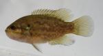 Mud sunfish