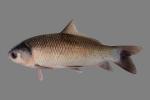 Mississippi River Ramsey County MN Aug 8-9, 2024