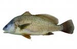 DSC00280a