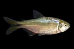American Characin Family - Characidae