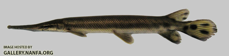 Lepisosteus platostomus Shortnose Gar 1500