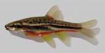 Chrosomus oreas Mountain Redbelly Dace