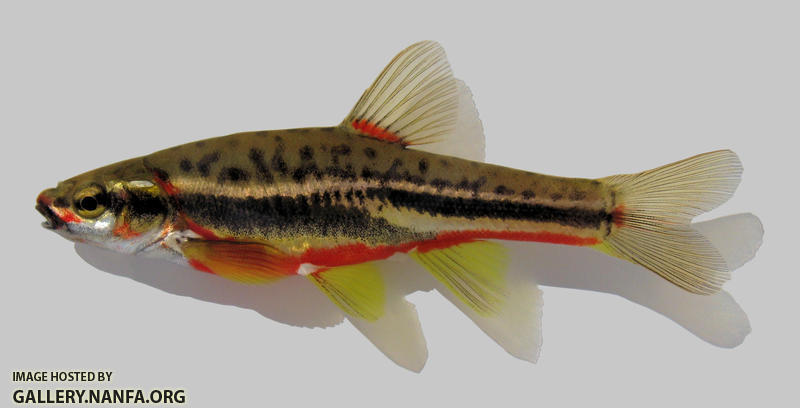 Chrosomus oreas Mountain Redbelly Dace