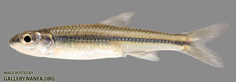 Hybopsis amblops  Bigeye Chub 2500