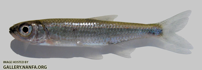 Notropis ariommus Popeye Shiner 2000
