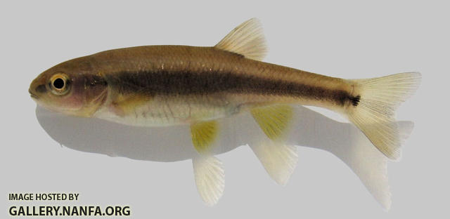 Semotilus thoreauianus  Dixie Chub 1000