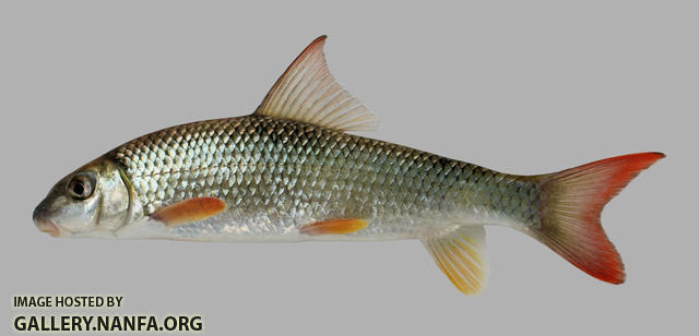 Moxostoma breviceps  Smallmouth Redhorse 2000
