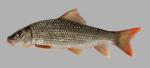 Moxostoma carinatum River Redhorse 2000