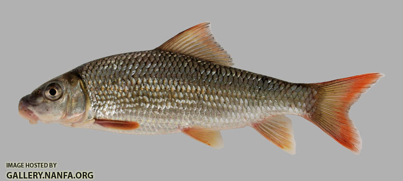 Moxostoma carinatum River Redhorse 2000