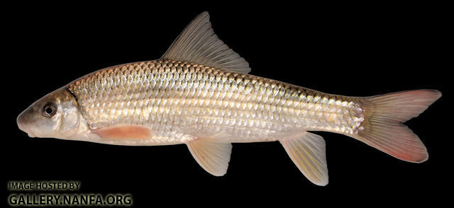 Moxostoma macrolepidotum  Shorthead Redhorse 2000