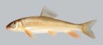 Moxostoma