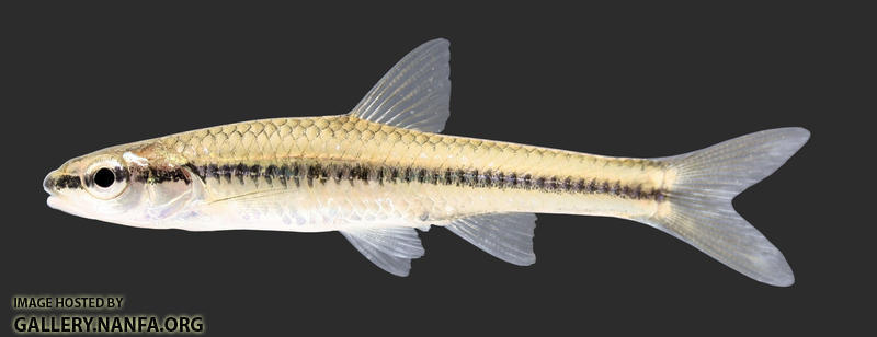 Notropis heterolepis Blacknose Shiner