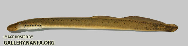 Ichthyomyzon bdellium  Ohio Lamprey  6