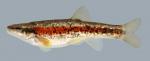 Rhinichthys atratulus  Blacknose Dace 2000