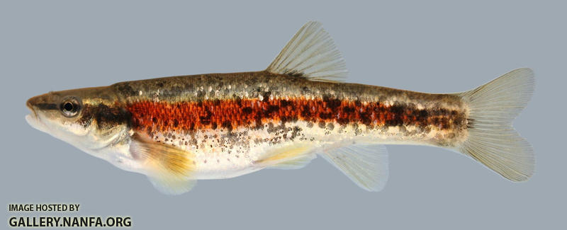 Rhinichthys atratulus  Blacknose Dace 2000