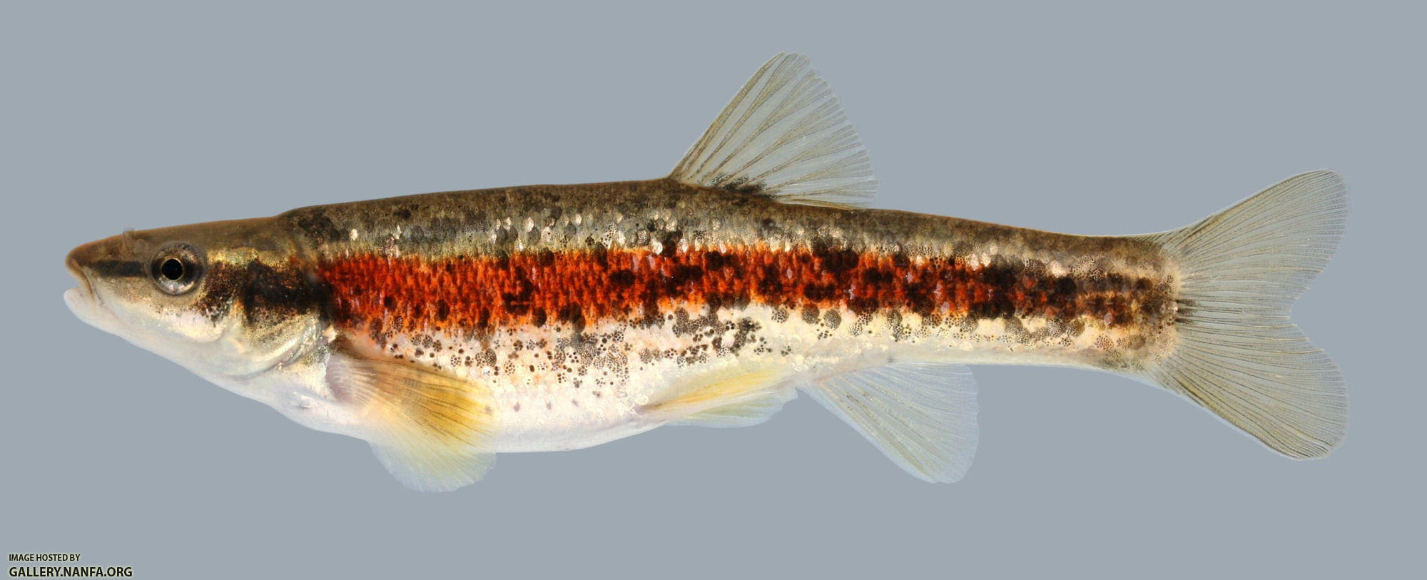 Rhinichthys atratulus  Blacknose Dace 2000