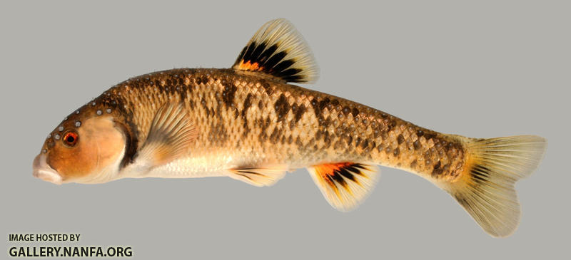 Campostoma anomalum Central Stoneroller 2000